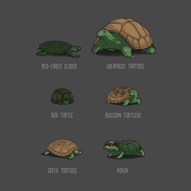 Know Your Turtles